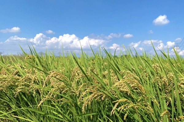 厳選素材×無添加 だからこそ生まれる本物の美味しさ