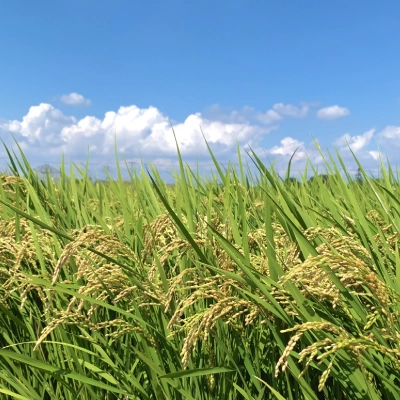 甘さを抑えた素朴な味と、やわらかさの中にある「こし」